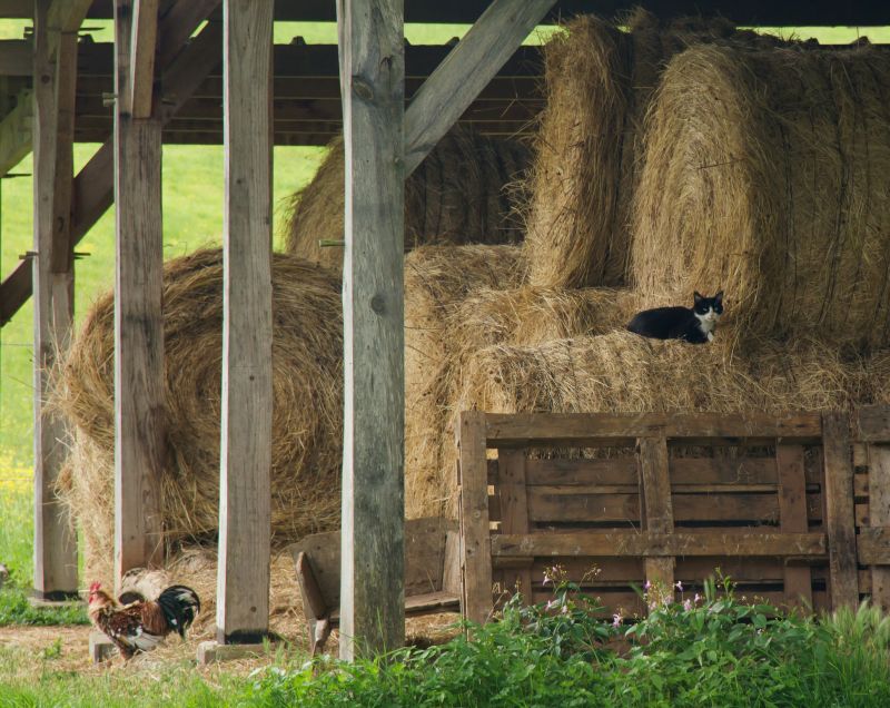 Livestock Barn Construction